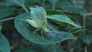 Suara belalang hutan
