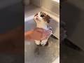 How To Keep Your Cat Calm During Bath Time  #catfacts