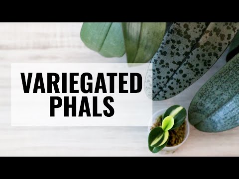 Variegated Phalaenopsis - Orchids with Variegated Leaves || More than Common House Plants