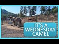ITS A WEDNESDAY CAMEL