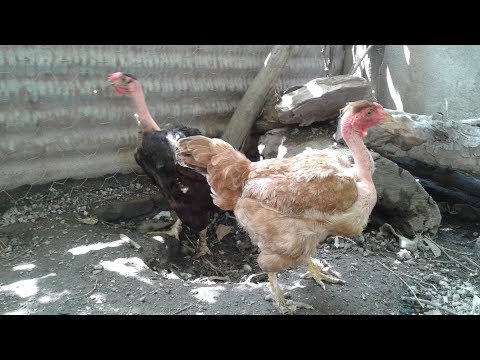 Kel boyun Türkan tavukları Ve civcivleri