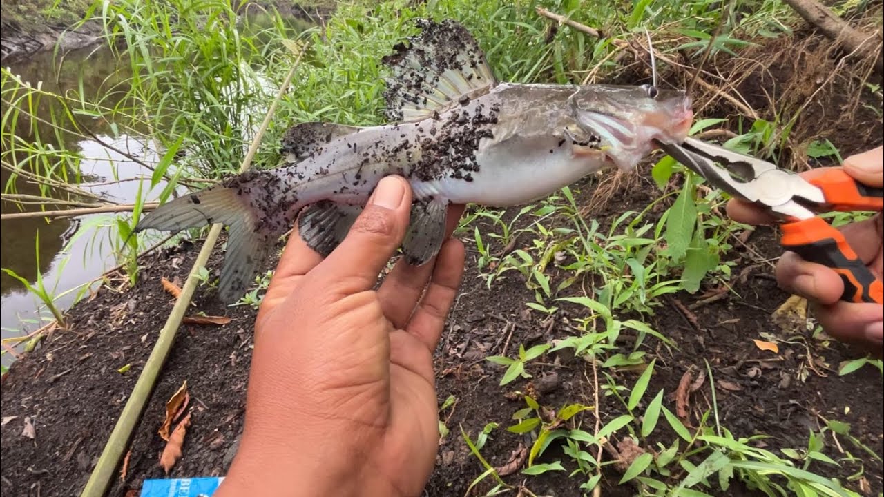 TAJUR IKAN BAUNG || HASIL LUMAYAN BESAR 