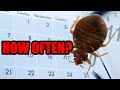 How Often Should One Treat For Bed Bugs To Be Successful? - Eliminate Bed Bugs With One Treatment!