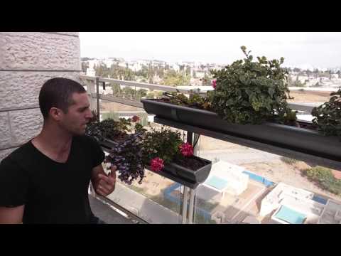 איך גורמים לצמח לפרוח כל הזמן