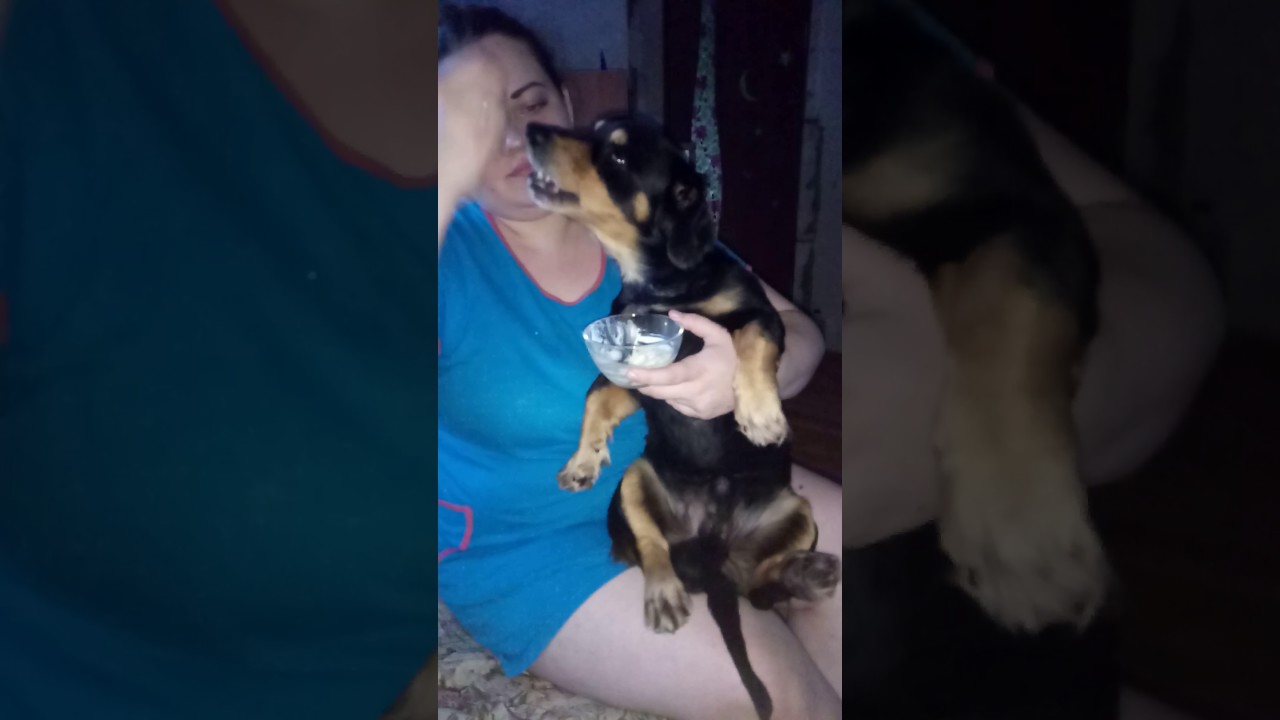 Собака полизала в перископе