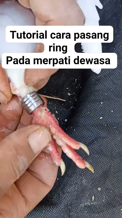 Cara memasang ring pada burung dewasa#shrots #merpati