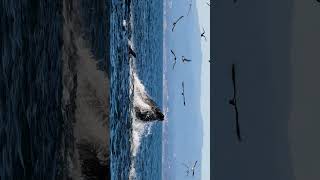 Humpback Lunge Feeding On Anchovies In A Feeding Frenzy