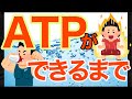 ATPは3つの代謝から生産されます！救急救命士国家試験対策