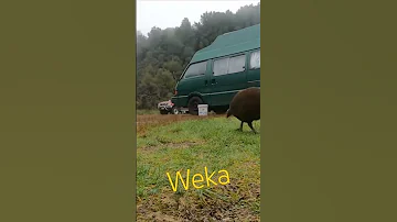 Weka 