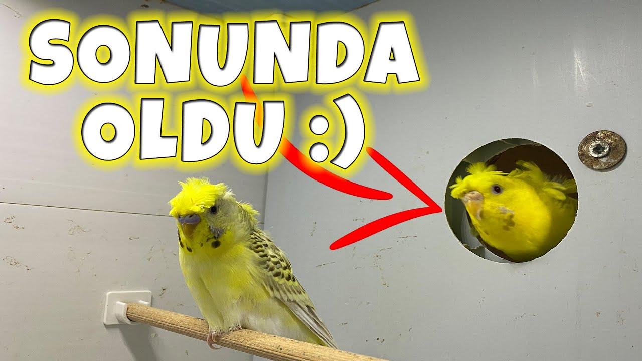 TEXAS JAPONES VE LACEWİNG JAPONES MUHABBET KUŞU YUVA HAZIRLIĞINDA !