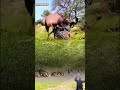 Brutal Wild Deer vs Leopard Fight in The Jungle | Intense Wildlife Battle Caught on Camera! #animals