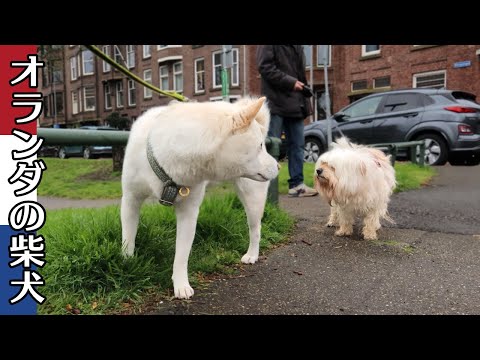 柴犬柿丸 何度もすれ違う ラサ・アプソと柴犬【オランダ / 環境音 / 4K】Kaki-Maru the Shiba Inu