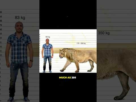 The Largest Lion to Ever Walk the Earth! 😱 #shorts #prehistoric #animals