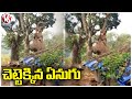 Elephant climbs tree to pluck Jackfruit, video goes viral 