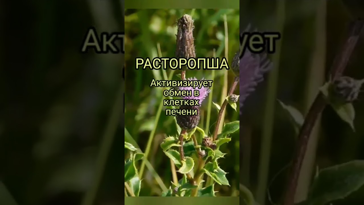 ЛЕЧЕБНЫЕ ТРАВЫ ДЛЯ ПЕЧЕНИ #здороваяпечень #лечебныетравы #желчь