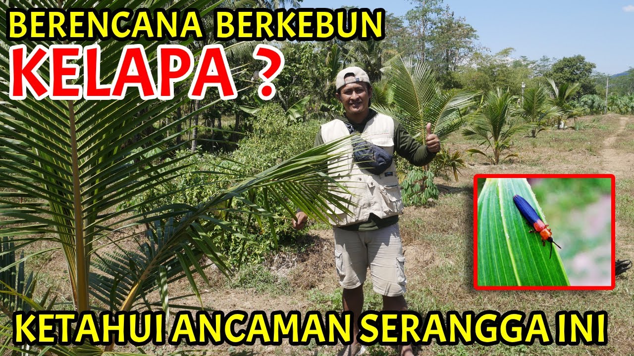 Cara Mengatasi Kendala Berkebun Kelapa Kopyor, Kelapa Hibrida, Kelapa Genjah dll