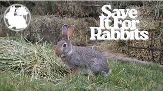 Tree Hay & Regular Hay: Don’t Let This Rabbit Feed Go to Waste