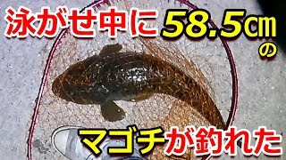 泳がせ釣りで大きなマゴチが釣れました