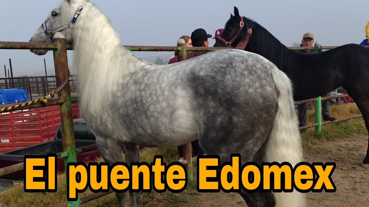 Así es el ruedo en el puente San Bernabé Edomex // chulos cuacos 