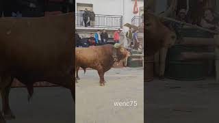 IMPONENTE TORO DE SAMUEL FLORES EN BEAS DE SEGURA 2024 @ganaderiasamuelflores#wenc75