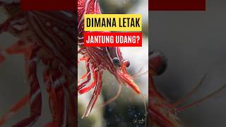 Dimana Letak Jantung Udang? #shorts #udang #otakudang #jantungudang #viral