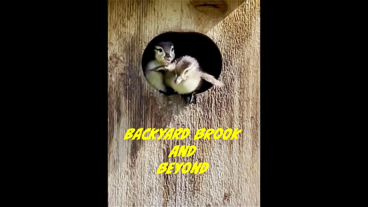 Wood Duck 