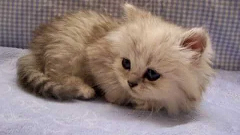 Video 1587821: shaded silver persian kitten, male silver persian kitten, dolls cattery, cute kitten