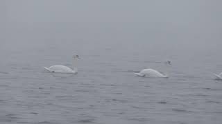 Download Lagu 3 knobbelzwanen op een rij in de mist bij Deurnsche Peel tbv You Tube MP3