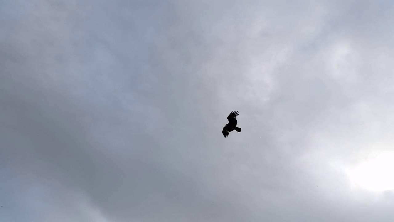 Stmauel juvenile brahminy kite soaring 