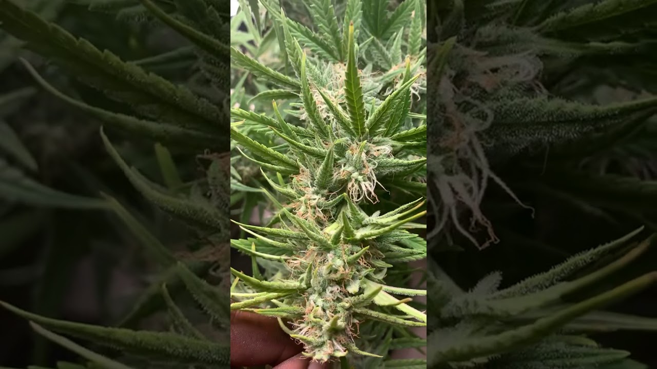 Grand Daddy Purp Auto