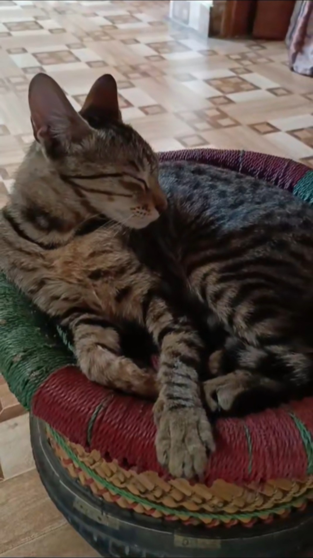🐕 एनिमल लवर 🐱 - ShareChat