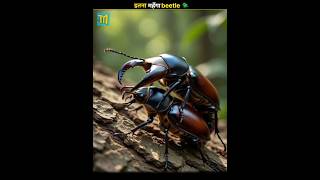 This Beetle is Most Expensive 🐞