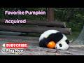 Baby Panda + Pumpkin = Never Letting Go | iPanda