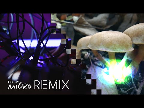 【新企画2】超マクロ映像×トラックメイク×ジェネラティブアートの「モノサンポ micro REMIX」【Dub techno / α7C /KORG volca/ processing】