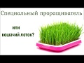 Покупать ли проращиватель или пользоваться подручными средствами?