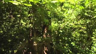 Dead Tree Meats Exploding Target