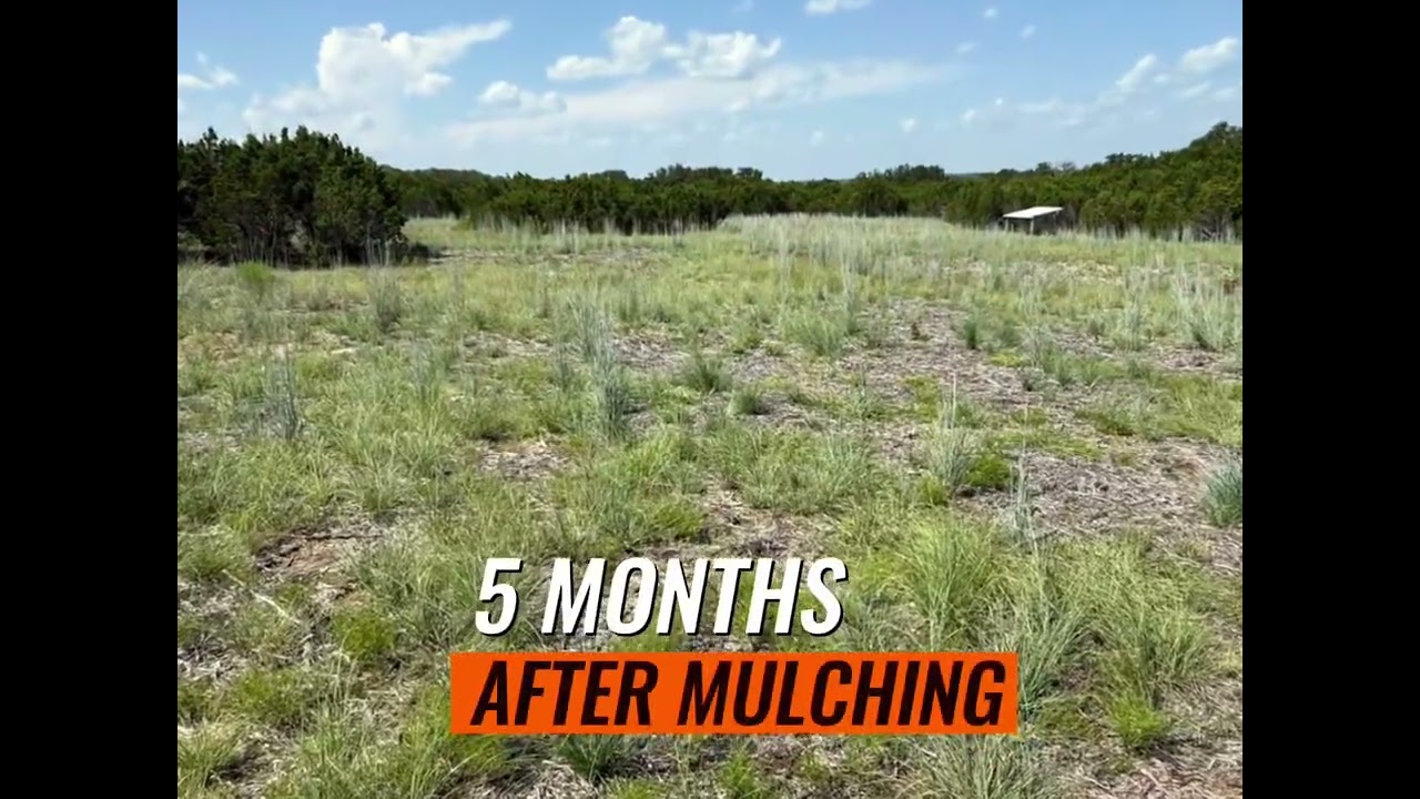 Grass Growth after Cedar Eater pasture clearing