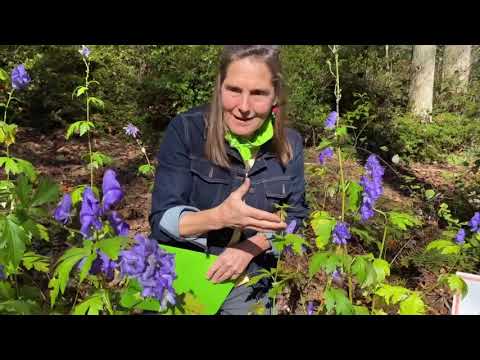 Video: Monkshood Plant Info - Hur man odlar och tar hand om flerårig munkhet