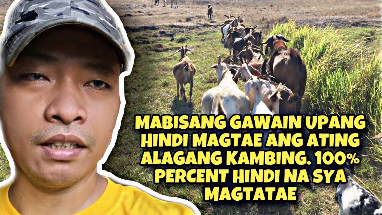 ANO ANG MABISANG GAMOT SA PAGTATAE NG KAMBING AT ANO ANG PARAAN PARA HINDI MAGTAE