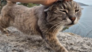 Gray stray cat living on a rock with a view on cat island