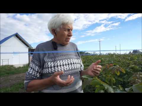 Video: Bioenergia Copacilor. Partea 3