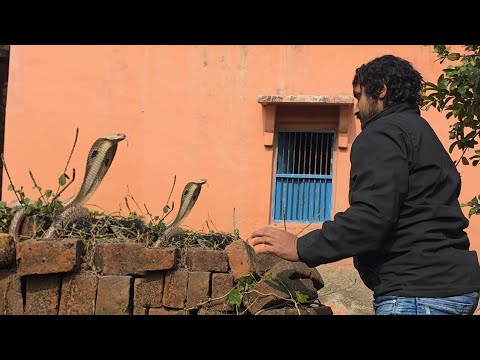 नया साल 1 जनवरी को निकल गया नागिन सांप😱 अचानक गाँव वाले देख कर दंग रह गए😱 #youtube #viral 7488491842