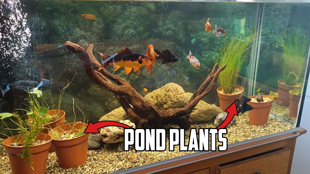 Pond Plants In Aquarium Let's See If It's Working? 