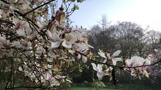 Good morning birdsong screenshot 3