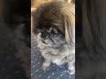 朝のご挨拶 #dog #あんちゃん #あんこ #ペキニーズ #保護犬 #杏子