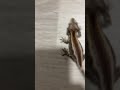 I love my gecko 