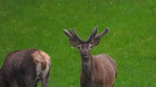 jelenie  na   trawie🦌🦌, poroże już