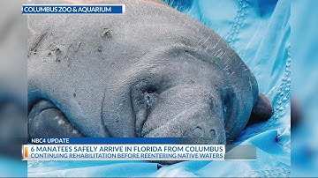 Three new manatees arrive at Columbus Zoo & Aquarium