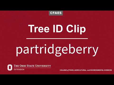 Wideo: Partridgeberry Facts - Informacje na temat pielęgnacji roślin Partridgeberry
