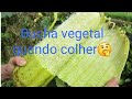 Bucha Vegetal!!!! melhor fase para colheita e como fazer a limpeza